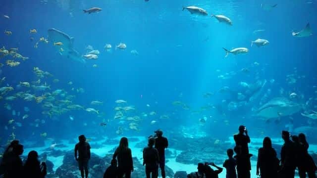 Georgia Acquarium Atlanta Luxury VIP Escorts in Atlanta