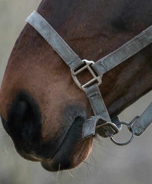 The British Summer Social Season includes delightful outings to Royal Ascot with a beautiful Mynt Models elite escort.