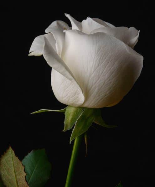 Why elite escorts are never seen | discreet escorts in Miami at Mynt Models.