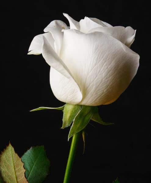 Meet discreet, gracious models for a memorable GFE at Mynt Models.